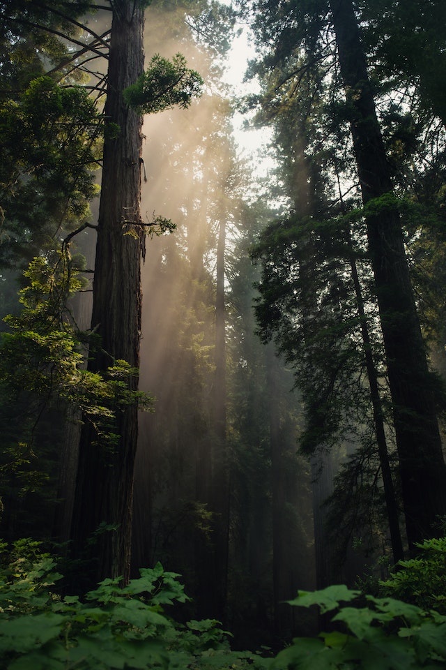 4Forests