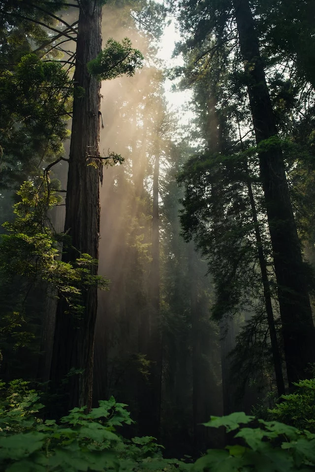4Forests