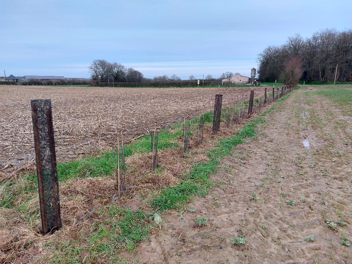 Haie BOUESSAY réaliser par 4 FORESTS contribution carbone