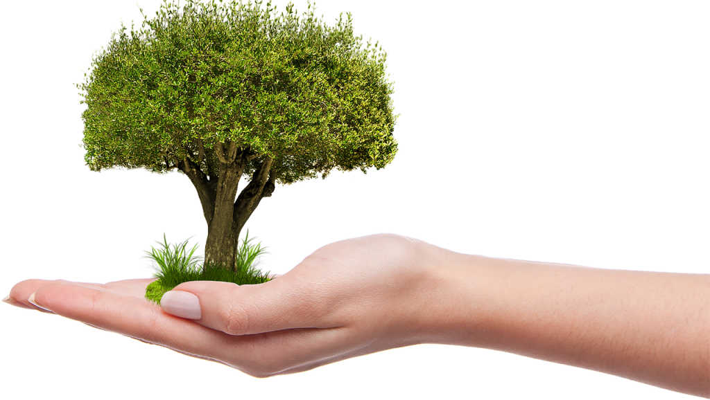 Un arbre dans le creux de la main
